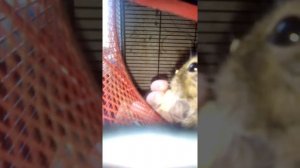 Чилийские белки