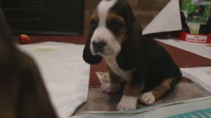 щенки бассет хаунда