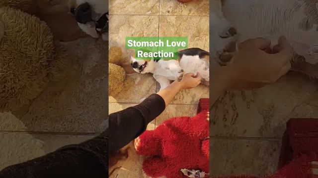 Stomach Love Reactions #beaglepuppy #beagles