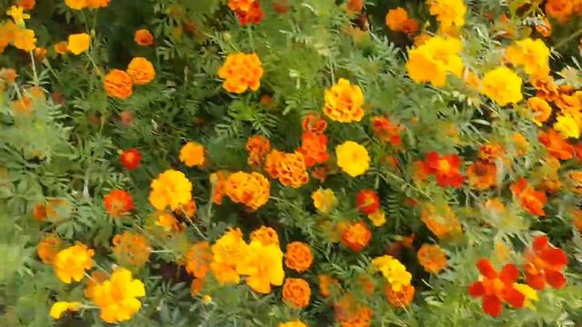 💐Гуляю с кошкой💐Пия сидит в цветах💐 смотреть онлайн