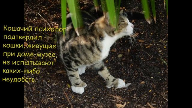 Кошки! Дом музей Эрнеста Хемингуэя в Ки Уэсте смотреть онлайн