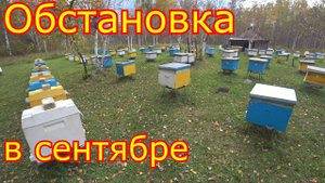 Обстановка на пасеке в сентябре
