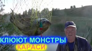 Клюют монстры караси