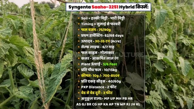 Saaho Hybrid Tomato Variety | Syngenta Saaho | Saaho TO 3251 hybrid Seeds | साहो टमाटर की खेती