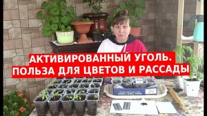 Активированный уголь для рассады, цветов и растений