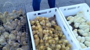 Обзор рынка. Цыплята цена, что можно купить на птичьем рынке.