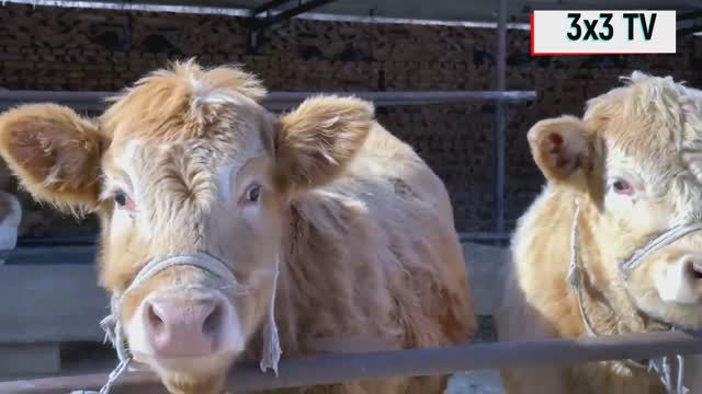 JOKES Приколы THE BEST смотреть онлайн