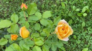 Golden Zest is very fragrant deep yellow shrub rose growing second season in my garden