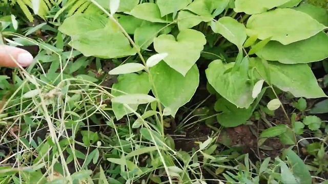 Барвинок. Как и когда обрезать для лучшего кущения и цветения.