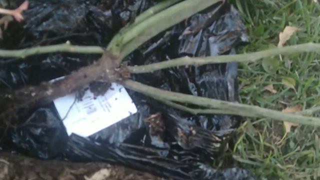 Отзыв о получении посылки с розами от фирмы Agro- Market 24. Что же мне прислали? смотреть онлайн