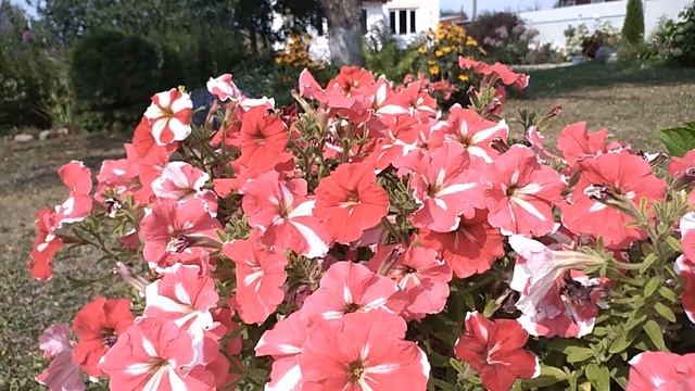 Дача. Мой сад в конце лета 2022г смотреть онлайн