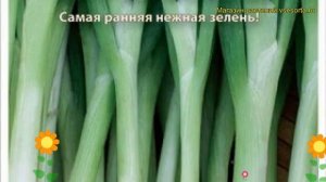 Лук батун Апрельский (Лук батун). Краткий обзор, описание характеристик, где купить семена állium