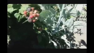МАЛИНА "КУМБЕРЛЕНД"