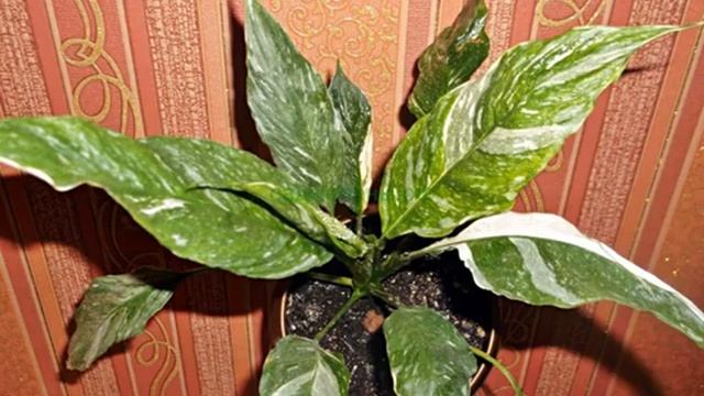 Цветок спатифиллум Домино — уход в домашних условиях смотреть онлайн