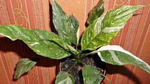 Цветок спатифиллум Домино — уход в домашних условиях