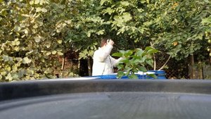 Процесс приготовления Грузинского вина.один из главных моментов...