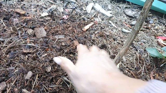 Обзор сорта голубики Чандлер смотреть онлайн