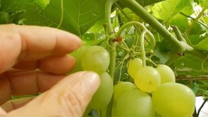 Супер Экстра , некоторые приёмы выращивания.