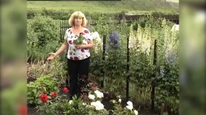 Лечимся лофантом. Лофант тибетский и анисовый