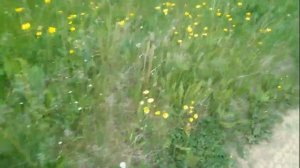 Медоносы Пасеки у родника. Пчеловодство. Нефтекамск.