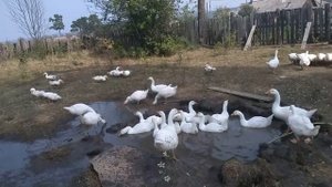 Обзор Хозяйства Деревня Юксеево Красноярский Край