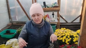 Хризантема мультифлора . Когда обрезаем хризантему перед зимовкой.