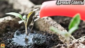 Рассада ВЫТЯНУЛАСЬ и ПАДАЕТ Вот как Легко и Просто решить эту проблему Выращивание домашней рассад