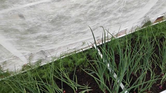 ДАЧА 12.06.21.-14.06.21.травка зеленеет солнышко блестит? 3 часть смотреть онлайн