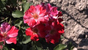 Фоурт оф джули - плетистая роза Питомник роз Полины Козловой rozarium.biz