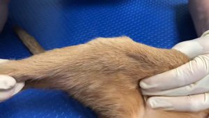 Медиальный вывих коленной чашечки 2 степени у кошки