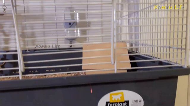 Обновки и изменения в жилищах наших хомяков 🐹🏤