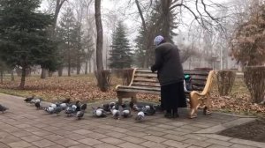 Нальчик// Парк//Голуби