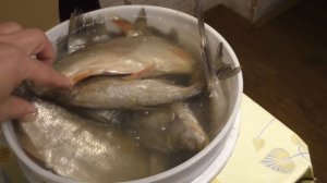 ИДЕАЛЬНЫЙ СПОСОБ ВЫМОЧИТЬ  СОЛЁНУЮ РЫБУ, Вяленая рыба,Как правильно засолить сколько вымачивать рыб