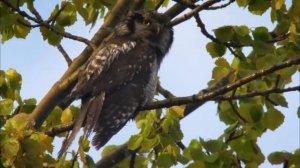 Дикая природа   Норвегии  HD