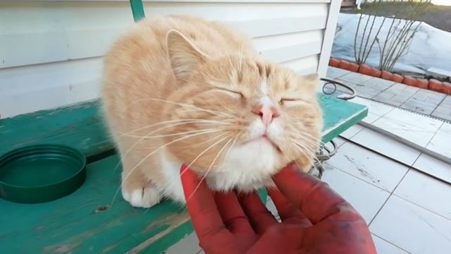 Садовый ВЛОГ/.Обработка ЯБЛОНЬ за 5 минут при помощи кёрхера /ФУНТИК лодырь/Новые ГОРТЕНЗИИ смотреть онлайн