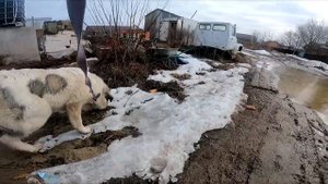 Вес Московской Сторожевой в 10 месяцев