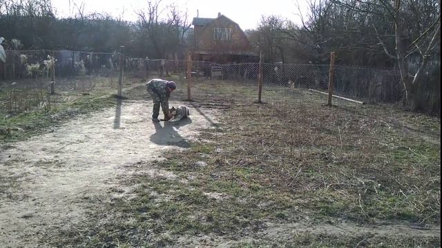 Чехословатский волчак 7мес Зевс дрессировка Никита