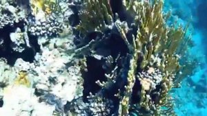 Faraana Reef Resort 4*. Коралловые Рифы.