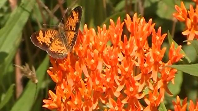 Butterfly Weed video ( Asclepias tuberosa) смотреть онлайн