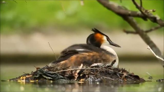 коран на фоне природы смотреть онлайн