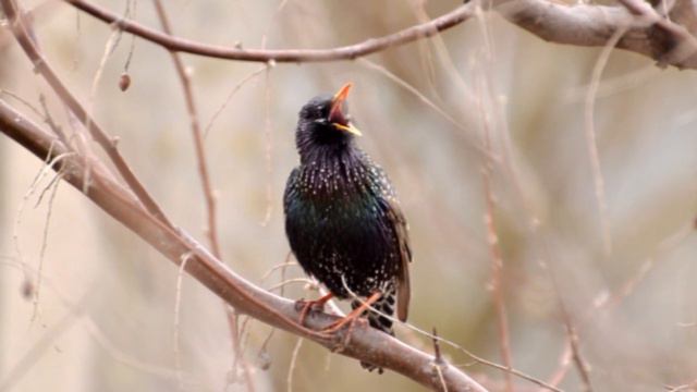 Хочется скорей приход Весны смотреть онлайн