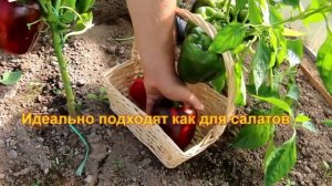 Перец сладкий Будулай F1-лучший перец этого года!