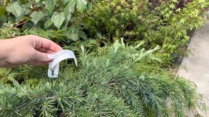 Обзор садовых центров! Редкие хвойные!