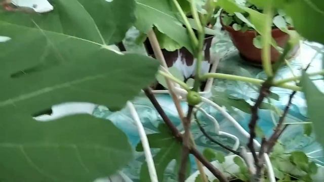 у меня на балконе смотреть онлайн