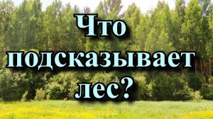 Что подсказывает лес ? Народные приметы и поверья про лес