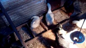 Куры несутся зимой как летом//Яценоскость кур в зимний период