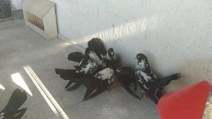 Мордовские чернорябые голуби. Кормление 22.03.20.