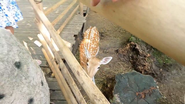 Путешествие в парк юрского периода с динозаврами смотреть онлайн