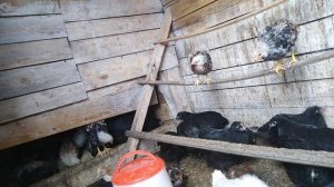 Бунт пернатых