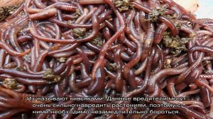 Как бороться с червями на клубнике